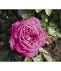 Zwergrose 'Heidi Klum®' -Compo Verkaufsgeschäft 7803471 WE DE 002 NostalgieZwergroseHeidiKlumTantauBordeauxViolett