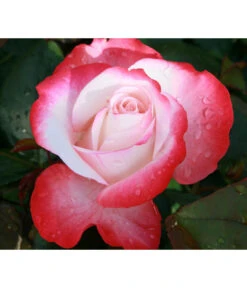 Nostalgie®-Edelrose Rosenromantik, 3er-Set -Compo Verkaufsgeschäft 7803513 WE DE 002 NostalgieEdelroseTantauCremeweissKirschRet