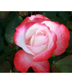 Duftrosen, Verschiedene Sorten -Compo Verkaufsgeschäft 7803513 WE DE 003 NostalgieEdelroseTantauCremeweissKirsch