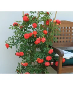 Zwerg-Kletterrose 'Starlet® Carmen®' -Compo Verkaufsgeschäft 7803885 PR MO 002 StarletRoseCarmenTantau