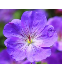 Storchschnabel 'Rozanne®'