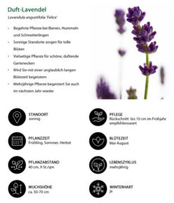 Duft-Lavendel 'Felice', 4er-Set -Compo Verkaufsgeschäft 7805773 WE IG 001 DuftLavendel