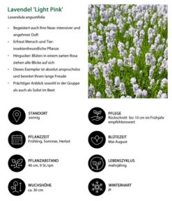 Lavendel-Set Lavendel-Vielfalt, 4-teilig -Compo Verkaufsgeschäft 7805781 WE IG 001 LavendelLightPinkAngustifoliaLightPinkLuckner