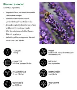 Lavendel-Set Lavendel-Vielfalt, 4-teilig -Compo Verkaufsgeschäft 7805799 WE IG 001 BienenLavendel