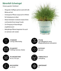 Gräser-Set Gartengräser, 4-teilig -Compo Verkaufsgeschäft 7805815 WE IG 001 BaerenfellSchwingelAmiGreen