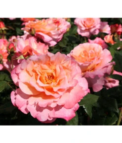 Rosen-Set Duftrosentraum, 3-teilig -Compo Verkaufsgeschäft 7814536 BildD 001 EdelroseAugustaLuiseAugusta