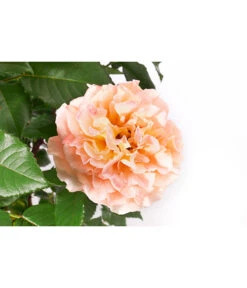 Edelrose 'Augusta Luise®' -Compo Verkaufsgeschäft 7815830 WE DE 001 RoseAugustaLuise4LStamm