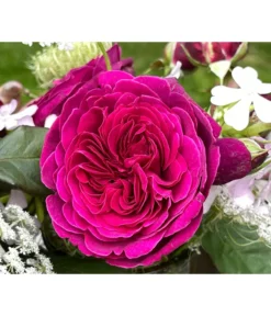 Nostalgie-Edelrose 'Deep Secret'