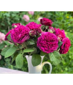 Nostalgie-Edelrose 'Deep Secret' -Compo Verkaufsgeschäft 7826902 WE MO 001 RosaRoseDeepSecret6LRosenTantau