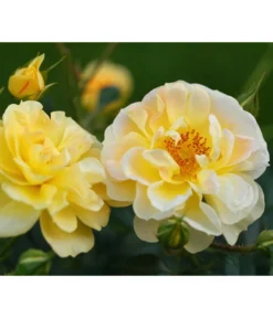 Rosen-Set Insektenfreundlich, 3-teilig -Compo Verkaufsgeschäft 7827108 WE DE 001 RosaRosenpaketBienenweideGelbWubaRosenTantau