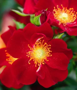 Rosen-Set Insektenfreundlich, 3-teilig -Compo Verkaufsgeschäft 7827108 WE DE 001 RosaRosenpaketBienenweideRotWubaRosenTantau