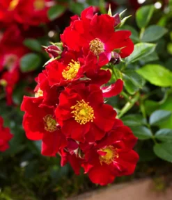 Rosen-Set Insektenfreundlich, 3-teilig -Compo Verkaufsgeschäft 7827108 WE DE 002 RosaRosenpaketBienenweideRotWubaRosenTantau