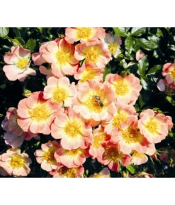 Rosen-Set Insektenfreundlich, 3-teilig -Compo Verkaufsgeschäft 7827108 WE MO 001 RosaRosenpaketBienenweideApricotWubaRosenTantau