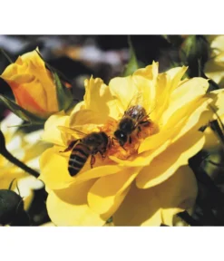 Rosen-Set Insektenfreundlich, 3-teilig -Compo Verkaufsgeschäft 7827108 WE MO 001 RosaRosenpaketBienenweideGelbWubaRosenTantau