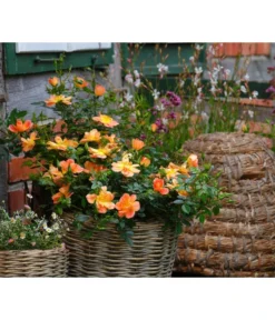 Rosen-Set Insektenfreundlich, 3-teilig -Compo Verkaufsgeschäft 7827108 WE MO 002 RosaRosenpaketBienenweideApricotWubaRosenTantau