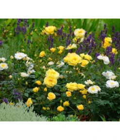 Rosen-Set Insektenfreundlich, 3-teilig -Compo Verkaufsgeschäft 7827108 WE MO 002 RosaRosenpaketBienenweideGelbWubaRosenTantau