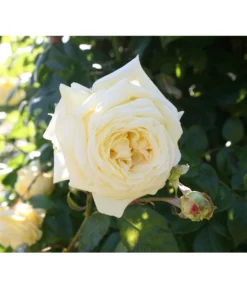 Kletterrosen -Compo Verkaufsgeschäft 7842065 BildD 001 KletterroseElfeElfe