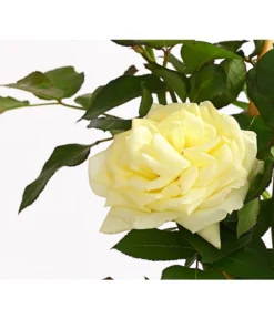 Kletterrosen -Compo Verkaufsgeschäft 7874431 PR DE 001 Kletterrose5LiterSchneewalzerDehnerExpressHerzig