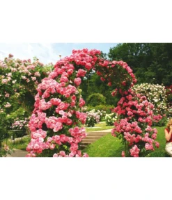 Kletterrosen -Compo Verkaufsgeschäft 7875511 BE MO 002 KletterroseRosariumUetersen