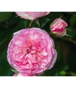 Beetrose 'Leonardo Da Vinci®' -Compo Verkaufsgeschäft 7879174 PR DE 002 BeetroseLeonardoDaVinciRosaLucknerRet