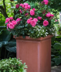 Beetrose 'Leonardo Da Vinci®' -Compo Verkaufsgeschäft 7879174 PR MO 001 BeetroseLeonardoDaVinciRosaLucknerRet