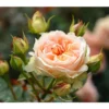 Strauchrose 'Matthias Claudius®'