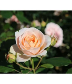 Strauchrose 'Matthias Claudius®' -Compo Verkaufsgeschäft 7886500 PR DE 003 RoseStrauchroseMatthiasClaudiusTantau