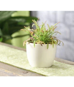 Kap-Sonnentau - Drosera Capensis -Compo Verkaufsgeschäft 7975972 WE MO 001 SonnentauDroseraAlicaeT9DehnerExpressHerzig