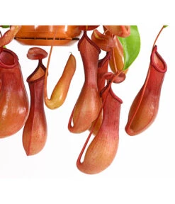 Kannenpflanze - Nepenthes Alata, Ampel -Compo Verkaufsgeschäft 7976004 WE DE 001 KannenpflanzeNepenthesAlataDehnerExpressHerzig