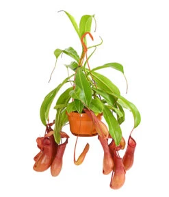 Kannenpflanze - Nepenthes Alata, Ampel