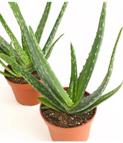 Echte Aloe-Set - Aloe Vera -Compo Verkaufsgeschäft 7976236 WE DE 001 AloeVera2erSet2JahreT10DehnerExpressHerzig