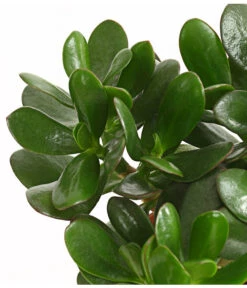 Geldbaum - Crassula Ovata -Compo Verkaufsgeschäft 7976277 WE DE 001 GeldbaumCrassulaPortulaceaT12DehnerExpressHerzig