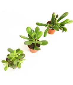 Geldbaum-Set - Crassula, Verschiedene Sorten, 3-teilig -Compo Verkaufsgeschäft 7976319 WE DE 001 GeldbaumCrassula3erMixT5DehnerExpressHerzig