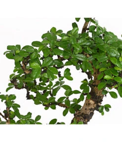 Bonsai Fukientee - Carmona Microphylla, 12-15 Jahre -Compo Verkaufsgeschäft 7976996 WE DE 001 BonsaiFukienteeCarmonaMicrophyllaBis15JahreDehnerExpressHerzig2