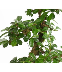 Bonsai Fukientee - Carmona Microphylla, 10 Jahre -Compo Verkaufsgeschäft 7977002 WE DE 001 BonsaiFukienteeCarmonaMicrophylla10JahreDehnerExpressHerzig2