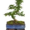 Bonsai Fukientee - Carmona Microphylla, 10 Jahre