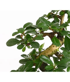 Bonsai Fukientee - Carmona Microphylla, 8 Jahre -Compo Verkaufsgeschäft 7977010 WE DE 001 BonsaiFukienteeCarmonaMicrophylla8JahreDehnerExpressHerzig2