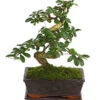 Bonsai Fukientee - Carmona Microphylla, 8 Jahre
