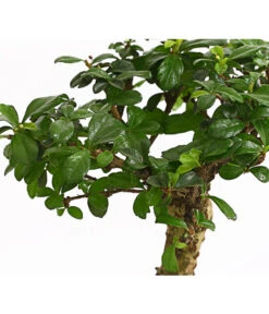 Bonsai Fukientee - Carmona Microphylla, Kugelförmig, 6 Jahre -Compo Verkaufsgeschäft 7977036 WE DE 001 BonsaiFukienteeCarmonaMicrophylla6JahreKugelformDehnerExpressHerzig