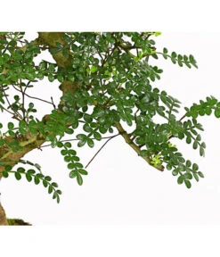 Bonsai Szechuan-Pfeffer - Zanthoxylum Piperitum, 10 Jahre -Compo Verkaufsgeschäft 7977044 WE DE 001 BonsaiSzechuanPfefferZanthoxylumPiperitum10JahreDehnerExpressHerzig