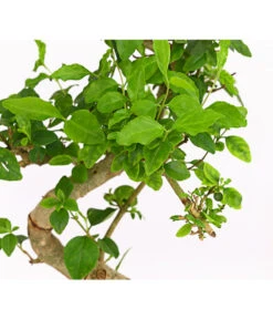 Bonsai Chinesischer Liguster - Ligustrum Sinensis, Anfänger-Set -Compo Verkaufsgeschäft 7977069 WE DE 001 GeschenksetBonsaiChinesischerLigusterLigustrumSinensis6JahreDehnerExpressHerzig