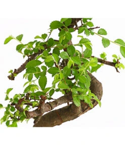 Bonsai Chinesische Ulme - Ulmus Parviflora, Anfänger-Set -Compo Verkaufsgeschäft 7977085 WE DE 001 GeschenksetBonsaiChinesischeUlmeUlmusParviflora6JahreDehnerExpressHerzig