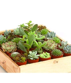 Mini Sukkulenten-Set, Verschiedene Sorten In Holzkiste, 30-teilig -Compo Verkaufsgeschäft 7977366 WE DE 001 MiniSukkulenten30erMixMitHolzkisteT3DehnerExpressHerzig