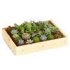 Mini Sukkulenten-Set, Verschiedene Sorten In Holzkiste, 30-teilig