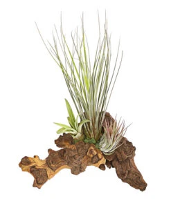 Tillandsien-Arrangement Auf Mopani-Wurzel - Tillandsia Hybride, 3-teilig