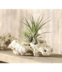 Tillandsien-Arrangement Auf Sansibar Rock - Tillandsia Hybride, 3-teilig -Compo Verkaufsgeschäft 7977630 WE MO 001 TIllandsienAufSansibarRockXL3PflanzenDehnerExpressHerzig
