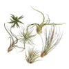 Tillandsien - Tillandsia Hybride, Verschiedene Sorten, 6-teilig