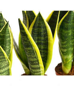 Bogenhanf - Sansevieria Trifasciata, 3er-Set -Compo Verkaufsgeschäft 7977713 PR DE 001 SansevieriaTrifasciataBogenhanf3erSetT9StreckeDehnerExpressHerzig