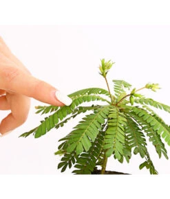 Südseepalme - Biophytum Sensitivum, 2er-Set -Compo Verkaufsgeschäft 7977762 PR DE 001 BiophytumSensitivumSuedseepalme2erSetT9StreckeDehnerExpressHerzig