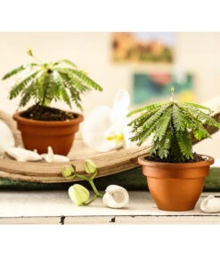 Südseepalme - Biophytum Sensitivum, 2er-Set -Compo Verkaufsgeschäft 7977762 WE MO 001 BiophytumSensitivumSuedseepalme2erSetT9StreckeDehnerExpressHerzig